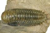Detailed Crotalocephalina Trilobite - Atchana, Morocco #372406-1